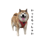 柴犬ごん太の敬語スタンプ（個別スタンプ：20）
