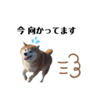 柴犬ごん太の敬語スタンプ（個別スタンプ：21）