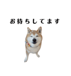 柴犬ごん太の敬語スタンプ（個別スタンプ：23）