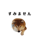 柴犬ごん太の敬語スタンプ（個別スタンプ：24）