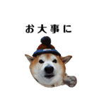 柴犬ごん太の敬語スタンプ（個別スタンプ：30）