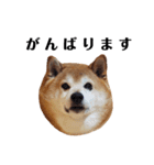 柴犬ごん太の敬語スタンプ（個別スタンプ：31）