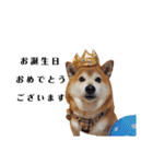 柴犬ごん太の敬語スタンプ（個別スタンプ：33）
