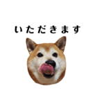 柴犬ごん太の敬語スタンプ（個別スタンプ：34）