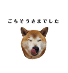 柴犬ごん太の敬語スタンプ（個別スタンプ：35）