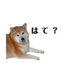 柴犬ごん太の敬語スタンプ（個別スタンプ：36）