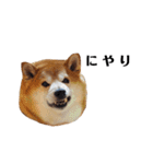 柴犬ごん太の敬語スタンプ（個別スタンプ：37）