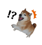 柴犬ごん太の敬語スタンプ（個別スタンプ：38）