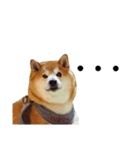 柴犬ごん太の敬語スタンプ（個別スタンプ：39）