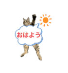キジトラたいの、キラキラ介護スタンプ（個別スタンプ：1）