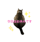 キジトラたいの、キラキラ介護スタンプ（個別スタンプ：5）