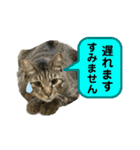キジトラたいの、キラキラ介護スタンプ（個別スタンプ：11）