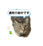 キジトラたいの、キラキラ介護スタンプ（個別スタンプ：12）