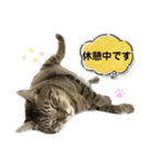 キジトラたいの、キラキラ介護スタンプ（個別スタンプ：13）