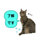 キジトラたいの、キラキラ介護スタンプ（個別スタンプ：14）