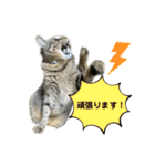 キジトラたいの、キラキラ介護スタンプ（個別スタンプ：19）