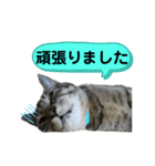 キジトラたいの、キラキラ介護スタンプ（個別スタンプ：20）
