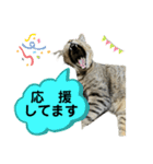 キジトラたいの、キラキラ介護スタンプ（個別スタンプ：21）