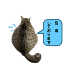 キジトラたいの、キラキラ介護スタンプ（個別スタンプ：22）