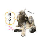 キジトラたいの、キラキラ介護スタンプ（個別スタンプ：23）