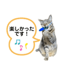 キジトラたいの、キラキラ介護スタンプ（個別スタンプ：25）