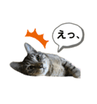 キジトラたいの、キラキラ介護スタンプ（個別スタンプ：27）