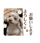 いぬのハッピースタンプ♡（個別スタンプ：1）