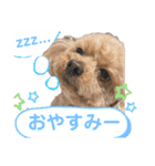いぬのハッピースタンプ♡（個別スタンプ：3）