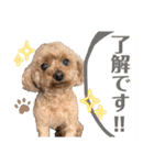 いぬのハッピースタンプ♡（個別スタンプ：4）