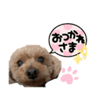 いぬのハッピースタンプ♡（個別スタンプ：5）