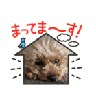 いぬのハッピースタンプ♡（個別スタンプ：12）