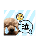 いぬのハッピースタンプ♡（個別スタンプ：13）