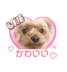 いぬのハッピースタンプ♡（個別スタンプ：20）