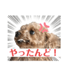 いぬのハッピースタンプ♡（個別スタンプ：25）