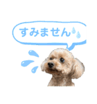 いぬのハッピースタンプ♡（個別スタンプ：31）