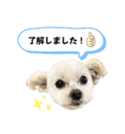 よろしくマロン スタンプ（個別スタンプ：2）