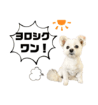 よろしくマロン スタンプ（個別スタンプ：14）