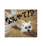 よろしくマロン スタンプ（個別スタンプ：21）