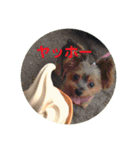 ディナの気持ち（個別スタンプ：11）