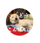山本ファーム♪（個別スタンプ：3）