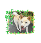 山本ファーム♪（個別スタンプ：4）