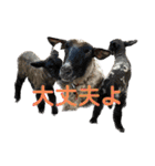 山本ファーム♪（個別スタンプ：11）