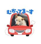 山本ファーム♪（個別スタンプ：14）