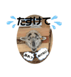 山本ファーム♪（個別スタンプ：22）