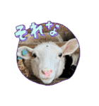 山本ファーム♪（個別スタンプ：36）