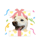 山本ファーム♪（個別スタンプ：38）