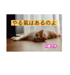 茶白からのメッセージ猫は何でも知っている（個別スタンプ：13）