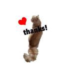 お猫さまの風太くん（個別スタンプ：2）