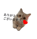お猫さまの風太くん（個別スタンプ：3）