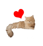 お猫さまの風太くん（個別スタンプ：4）